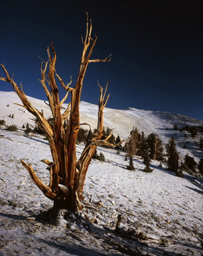 Bristlecone Pine